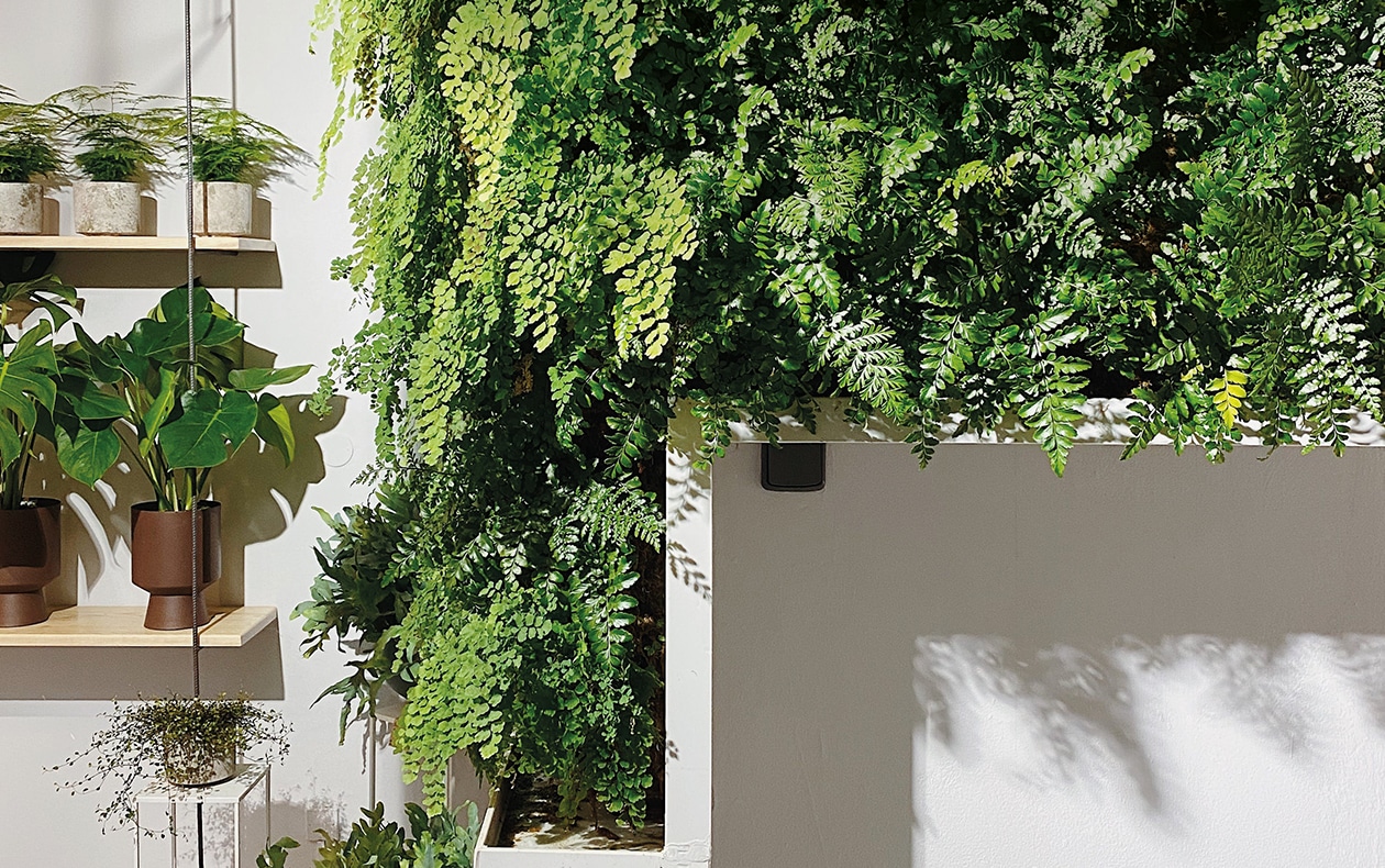 Gardening tips for beginners