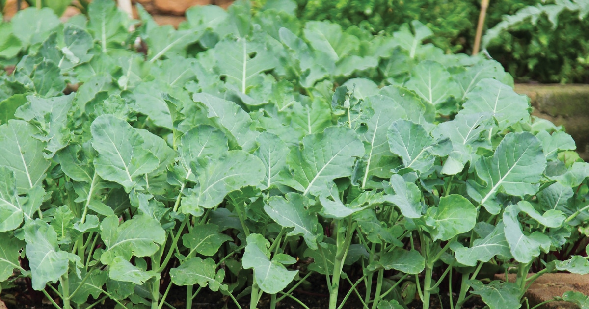 How to plant a vegetable garden