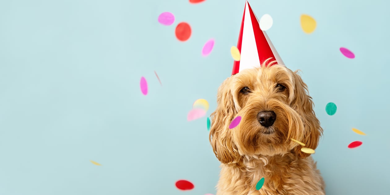 People and organisations caring for homeless animals
