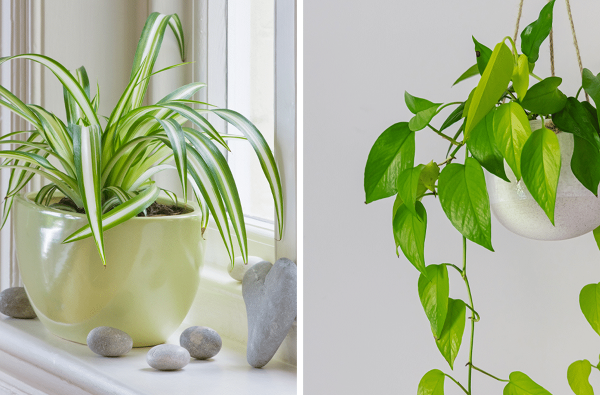 10 air-purifying bedroom plants for better sleep