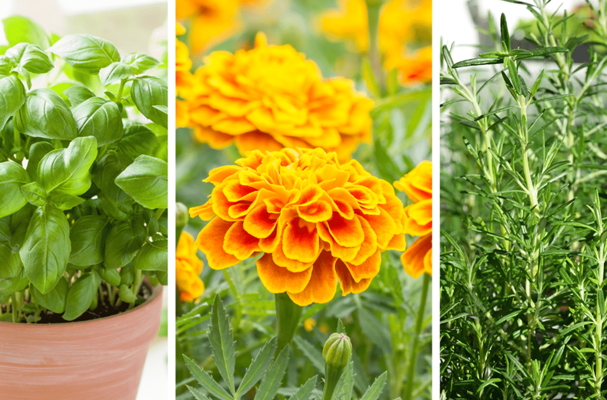10 plants that help keep irritating insects at bay in warm weather