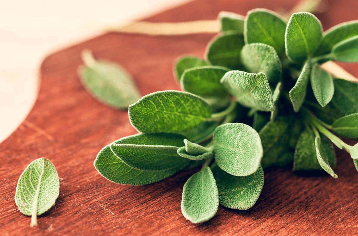 Boost your health with the benefits of super sage