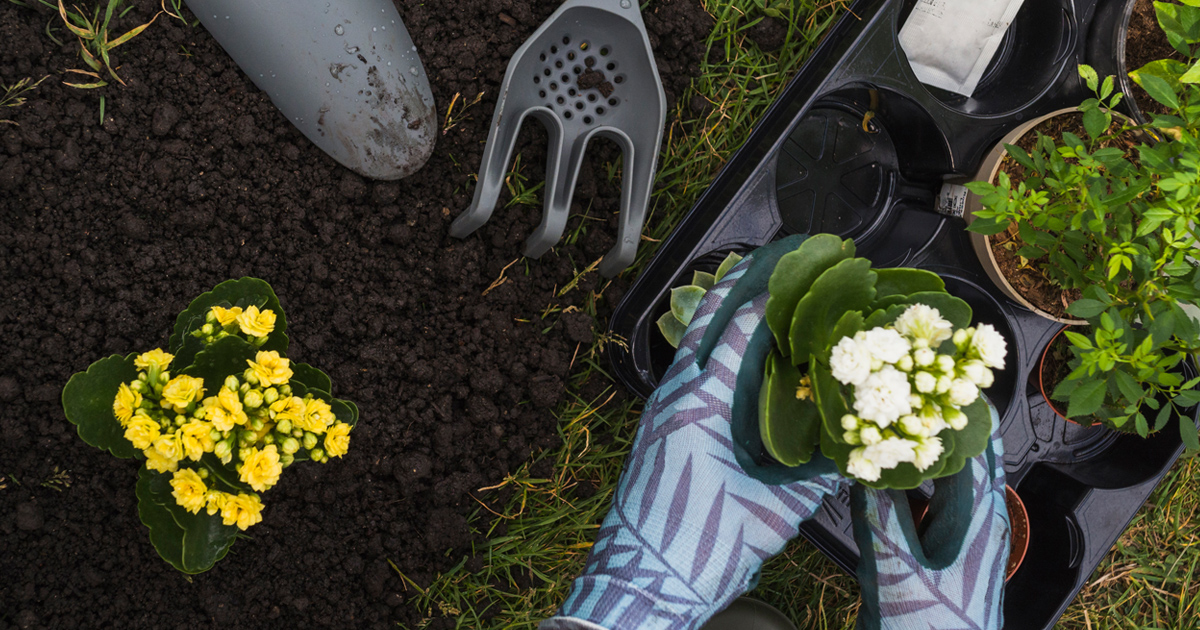 How to make the most of a small garden or no garden!