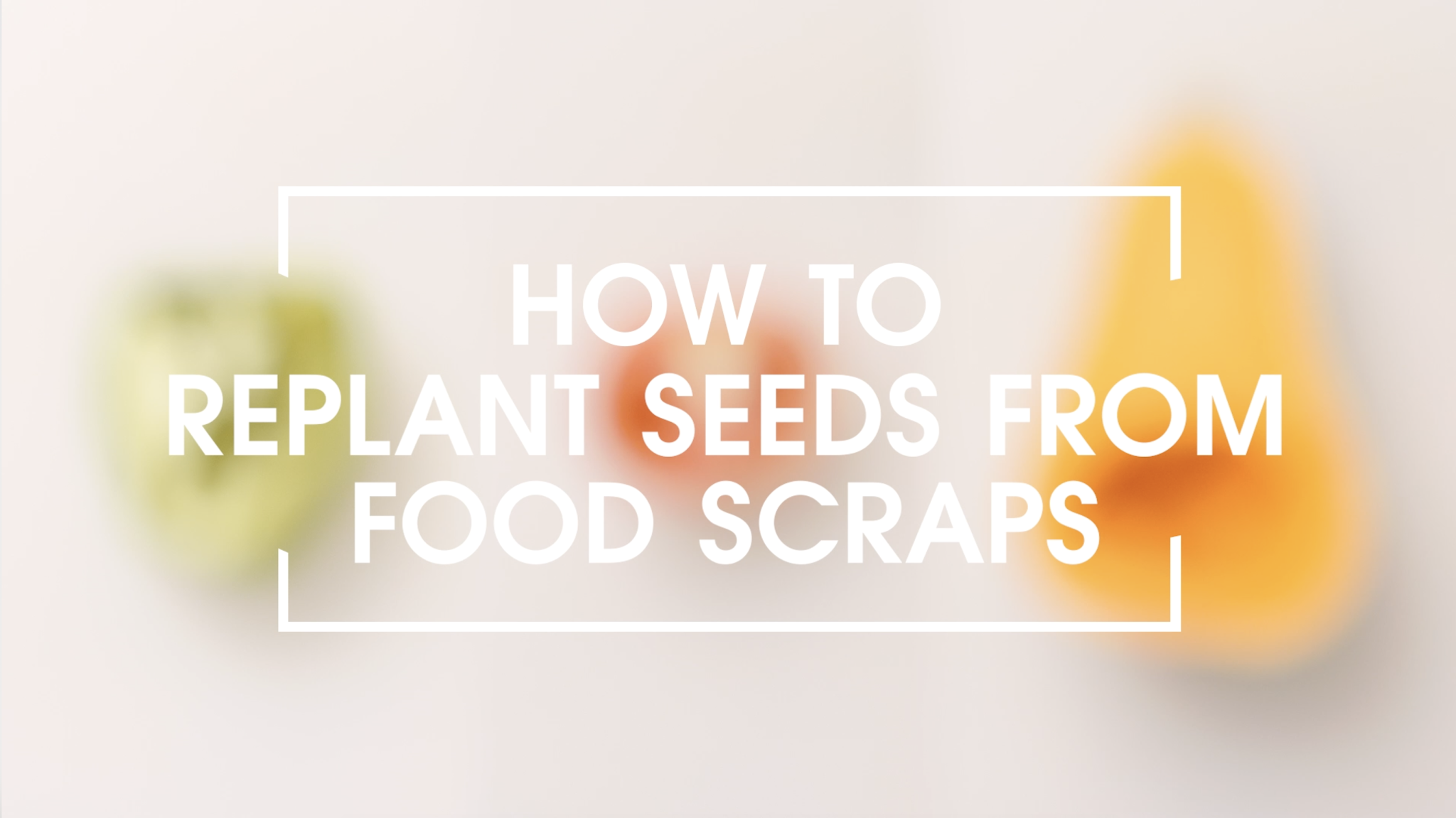 How to replant seeds from food scraps